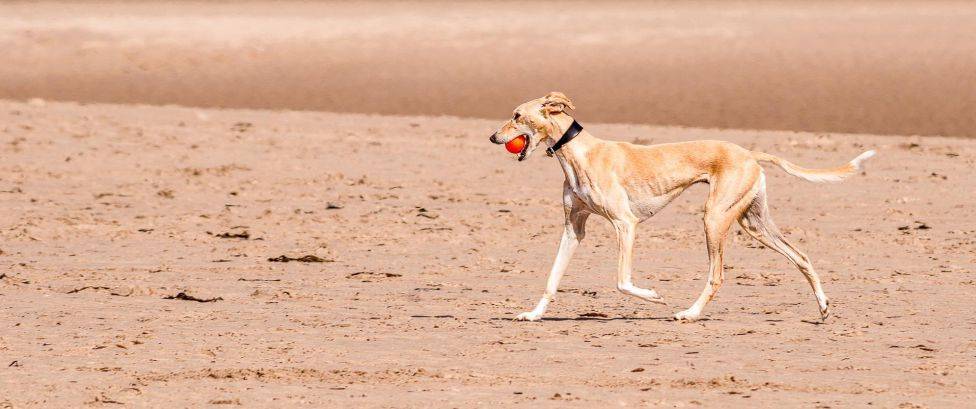 perro velocidad - Cuáles son los 10 perros más veloces del mundo