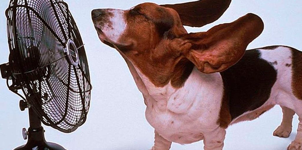 perro ventilador - Cómo elegir el mejor ventilador para tu perro