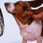 Cómo elegir el mejor ventilador para tu perro