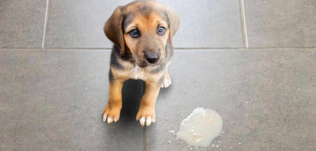 perro vomito verde - Por qué los perros vomitan verde y cómo tratarlo