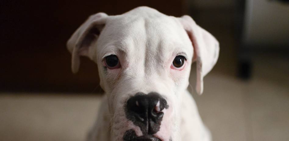 perros albinos - Qué características únicas tiene el podenco albino