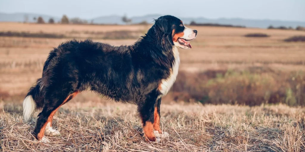 perros de montana - Qué perros de montaña son los mejores para senderismo