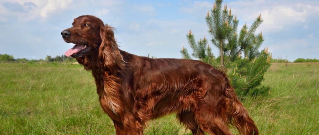 perros de raza setter - Características del Setter de Pelo Corto y Otros Tipos