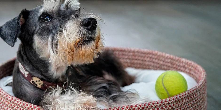 perros medianos pequenos - Razas de perros medianos y pequeños en imágenes