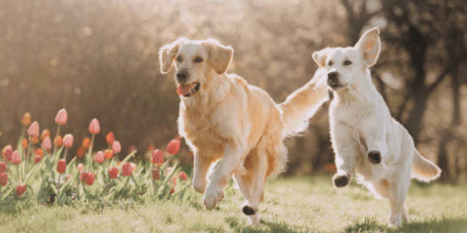 perros obedientes - Cuáles son las razas de perros más fáciles de entrenar