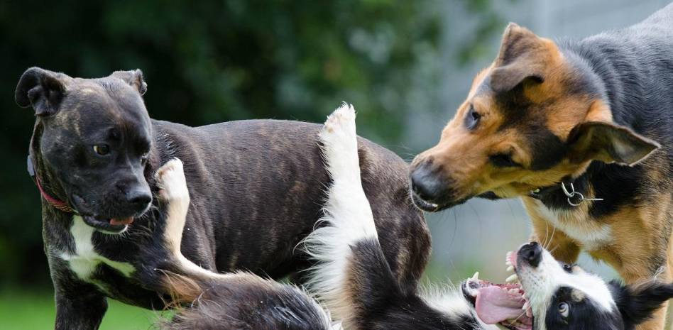 perros pelean - **Por qué los perros se pelean al vivir juntos y cómo evitarlo**