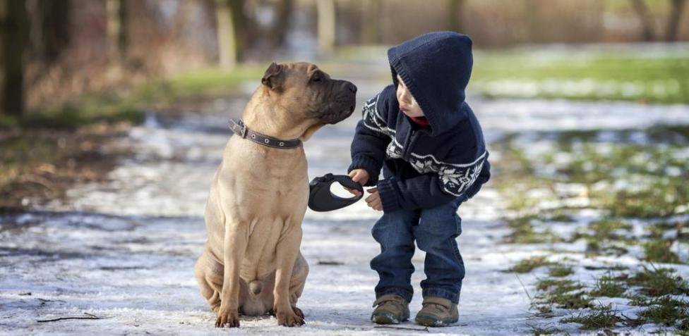 perros pequenos para ninos - Razas de perros pequeños para convivir con niños