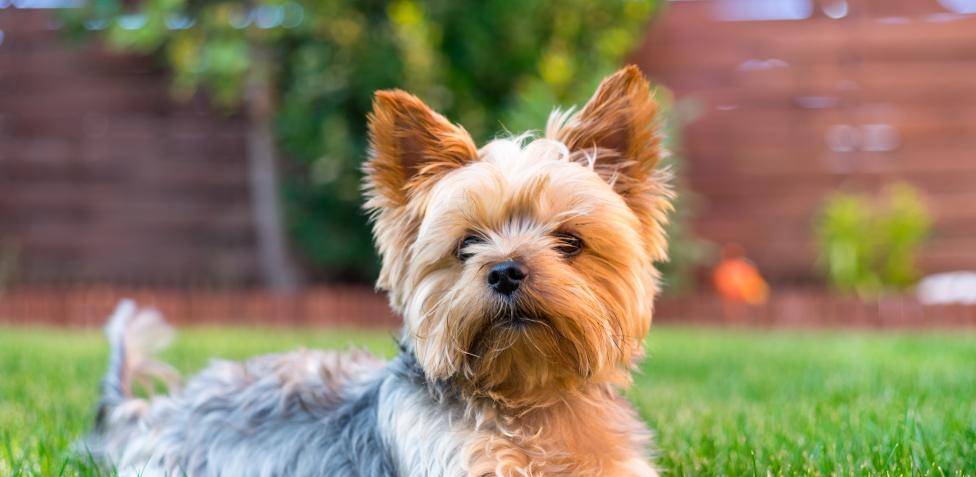 perros pequenos que no huelen ni sueltan pelo - Qué razas de perros no huelen ni sueltan pelo y son pequeñas