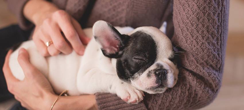 perros raza tranquila - Cuáles son las razas de perros más tranquilas para tener en casa