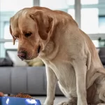 Pueden los perros comer pescado de manera segura