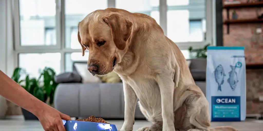 perros y pescado - Pueden los perros comer pescado de manera segura