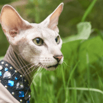 Qué características distinguen al gato Peterbald