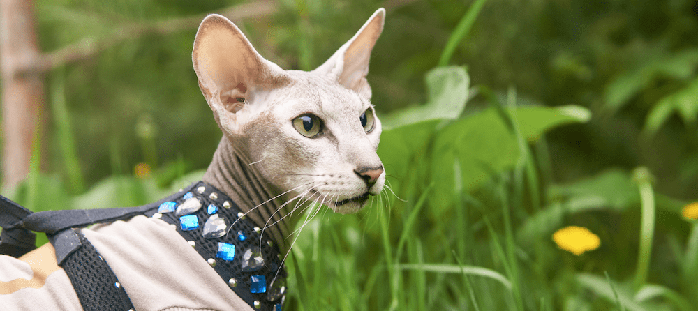 peterbald cat - Qué características distinguen al gato Peterbald