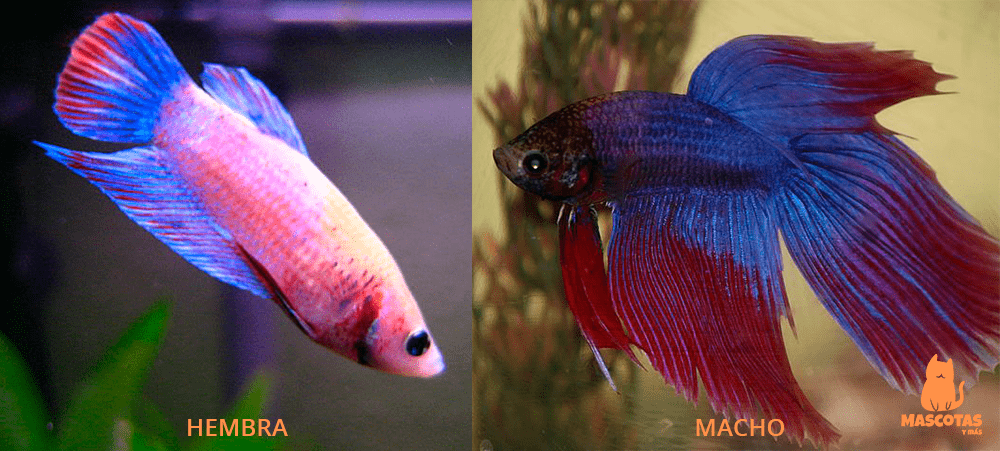 pez betta macho y hembra - Cómo distinguir entre un pez betta macho y una hembra