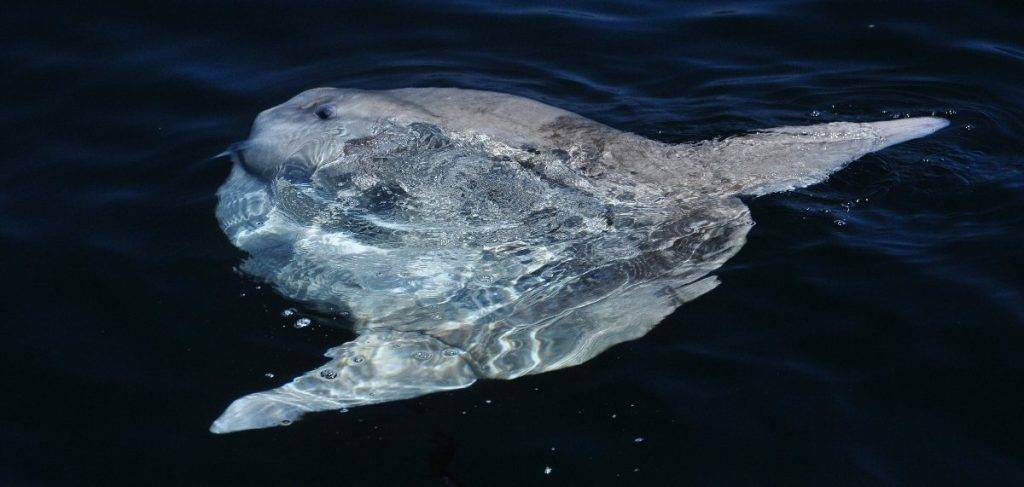 pez luna cria - Qué curiosidades hay sobre el pez luna, el gigante de los océanos