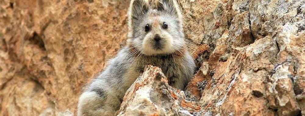 pica animales - Qué es el Síndrome de Pica en perros y cómo tratarlo