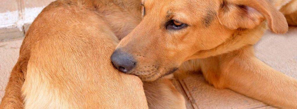 piojo de perro - Cómo eliminar piojos en perros de forma segura y eficaz