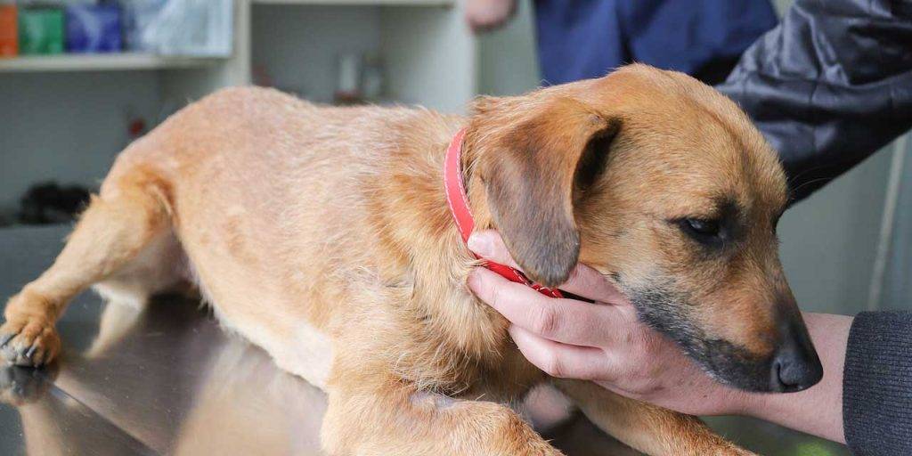 piometra canina tratamiento natural - Causas, síntomas y tratamiento de la piometra en perras