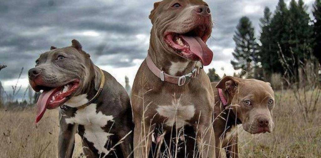 pitbulls en argentina - Regulaciones sobre pitbulls en Argentina: Qué dice la ley nacional