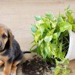 Qué plantas debes evitar si tienes un perro en casa