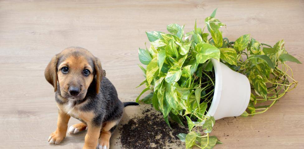 planta venenosa perros - Qué plantas debes evitar si tienes un perro en casa