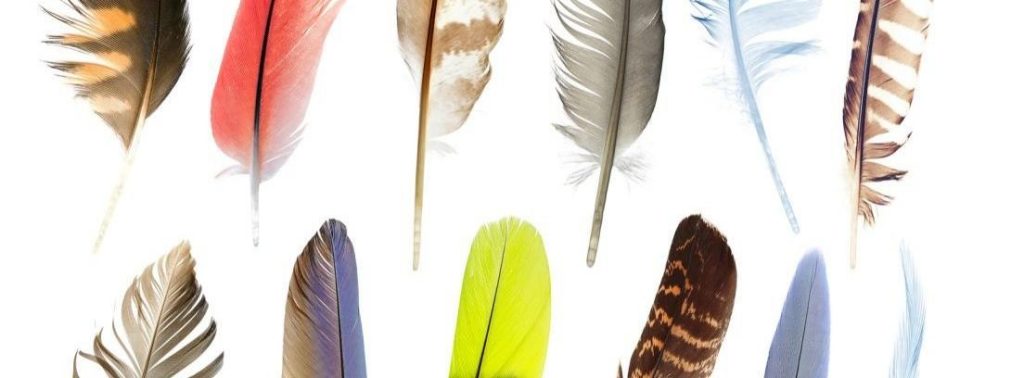 plumas de las aves 1 - Cuál es la función principal de las plumas en las aves