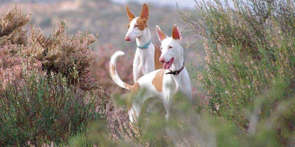 podenco ibicenco pequeno - Podenco ibicenco miniatura: Conoces esta encantadora raza de perro