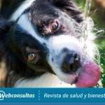 Polidipsia y poliuria en perros: Causas y cuidados