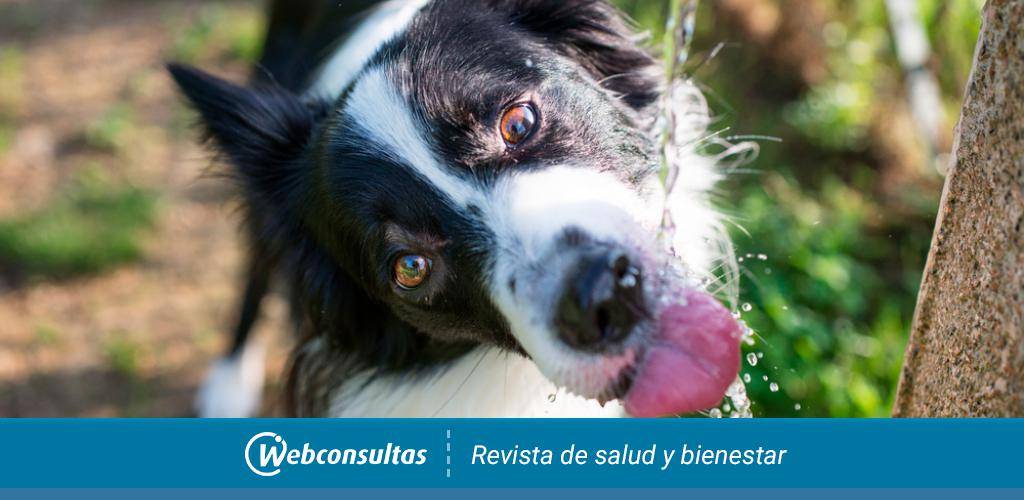 polidipsia en perros - Polidipsia y poliuria en perros: Causas y cuidados