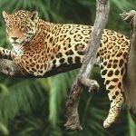 Por qué el jaguar está en peligro y cómo protegerlo