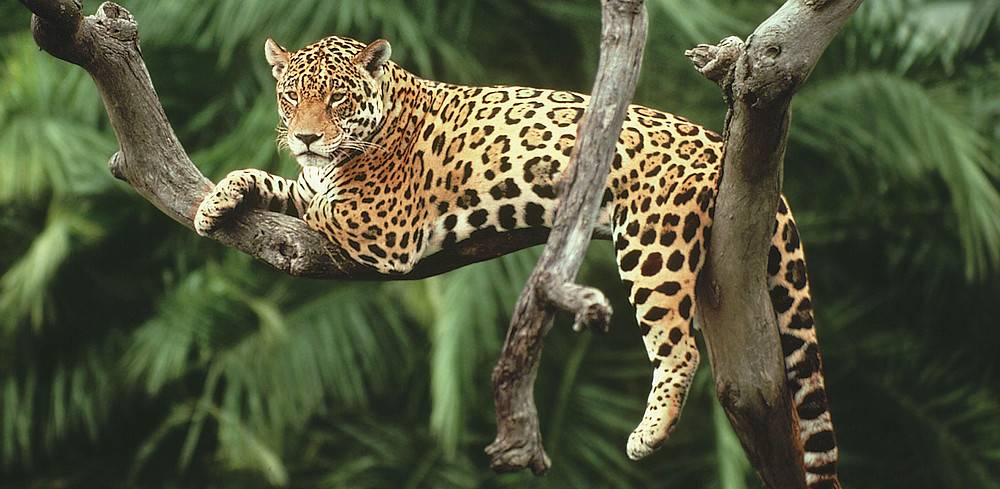 por que el jaguar esta en peligro de - Por qué el jaguar está en peligro y cómo protegerlo