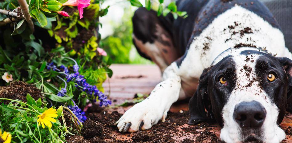 por que mi perra come tierra - Por qué mi perro come tierra y cómo puedo evitarlo