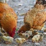 Por qué las gallinas se comen sus huevos Causas y soluciones