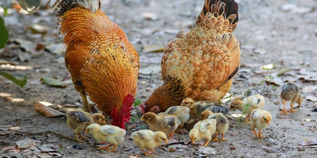 porque las gallinas se comen los huevos - Por qué las gallinas se comen sus huevos Causas y soluciones