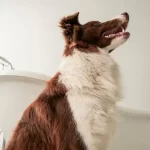 Por qué los perros suelen seguir a sus dueños al baño