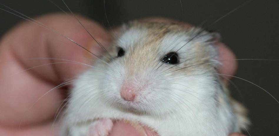 porque mi hamster muerde la jaula - Por qué los hámsters muerden la jaula de su mascota