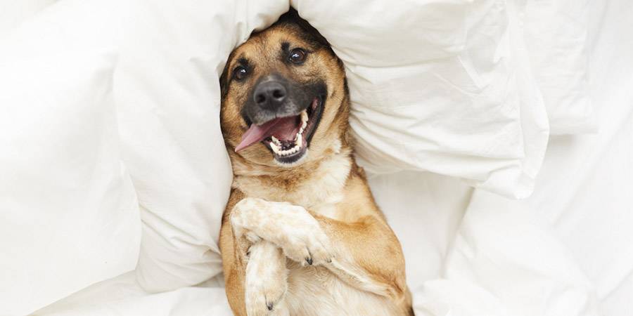 porque mi perro duerme debajo de mi cama - Por qué mi perro prefiere dormir debajo de mi cama