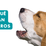 Por qué tu perro ladra sin motivo y cómo solucionarlo