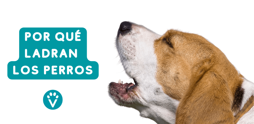 porque mi perro me ladra sin razon - Por qué tu perro ladra sin motivo y cómo solucionarlo