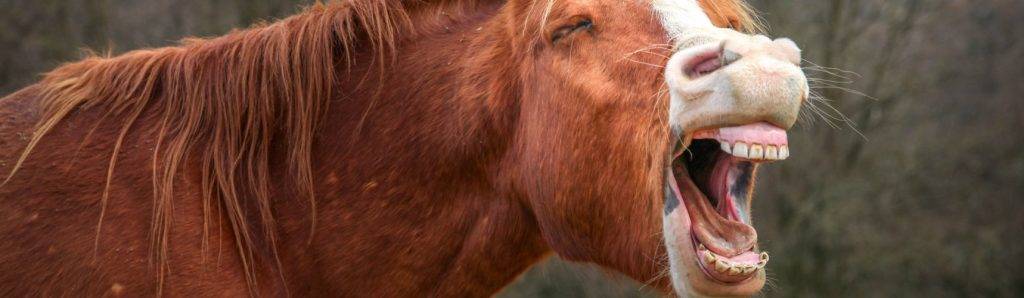 porque relinchan los caballos - Por qué los caballos emiten relinchos con frecuencia