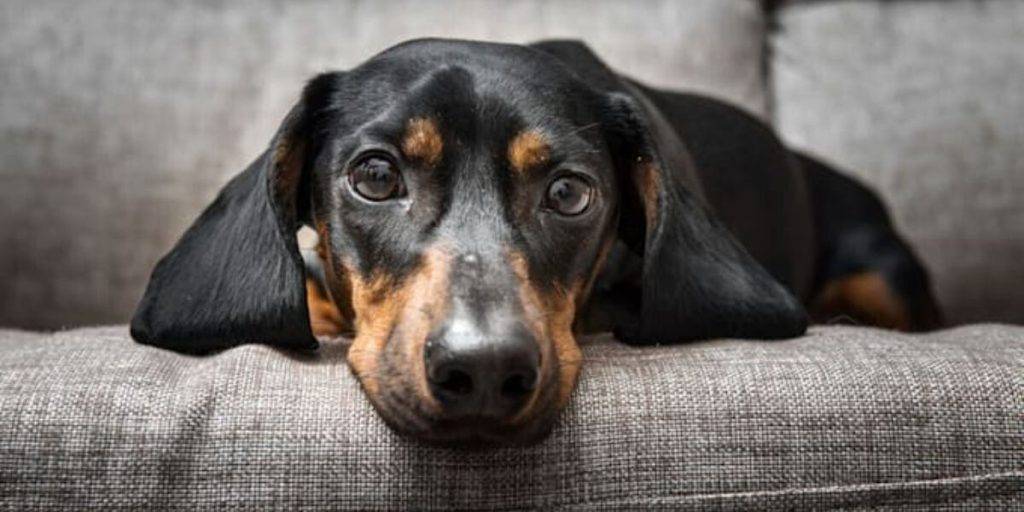 posturas de un perro triste - Cómo interpretar las posturas corporales de un perro triste