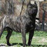 Presa Canario: Qué características tiene este perro