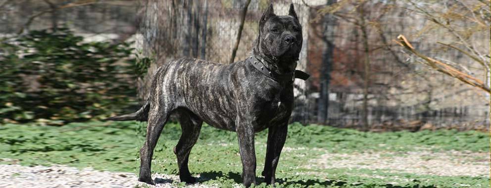 presa canario tamano - Presa Canario: Qué características tiene este perro