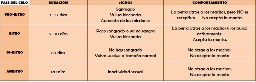 primer celo perra comportamiento - Cómo reconocer los síntomas del primer celo en una perrita