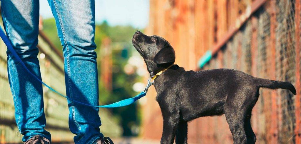 primer paseo cachorro - Qué necesitas para pasear a tu cachorro por primera vez