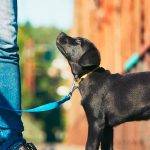 Qué necesitas para pasear a tu cachorro por primera vez