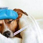 Cómo afectan los problemas respiratorios en perros mayores