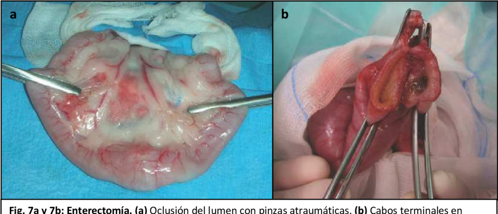 prolapso rectal en perros - Cómo se puede tratar el prolapso rectal en perros de forma efectiva