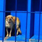 Cómo manejar la protección de recursos en perros posesivos