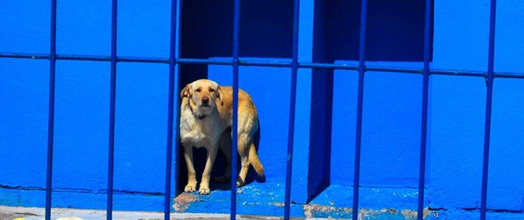 proteccion de recursos perros - Cómo manejar la protección de recursos en perros posesivos